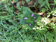 Lamium purpureum