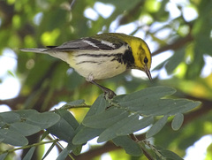 Setophaga virens