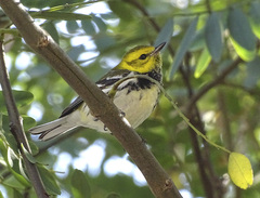 Setophaga virens