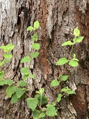 Tremandra stelligera