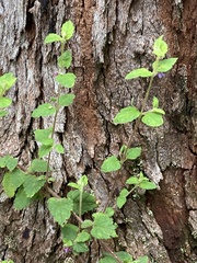 Tremandra stelligera