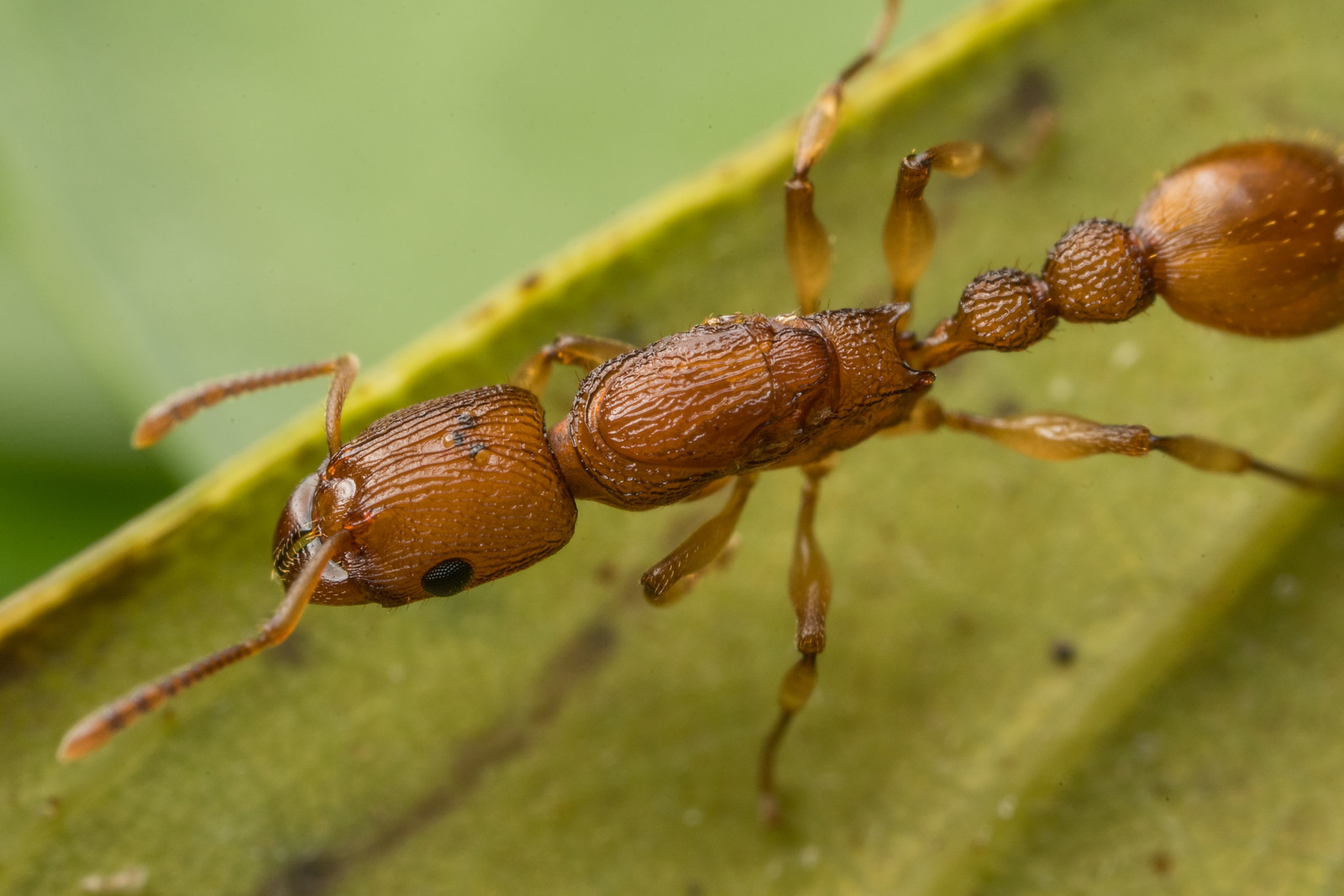 Paratopula bauhinia