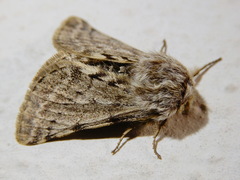 Lycia florentina