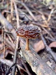 Lentinus