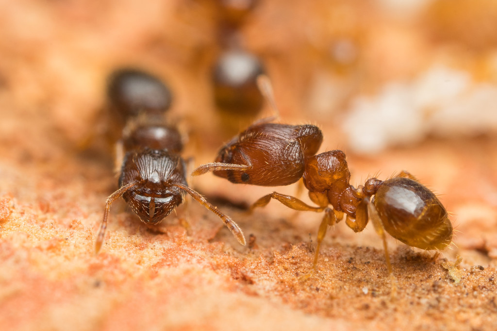 Pheidole hongkongensis