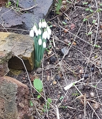 Galanthus nivalis