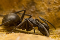 Polyrhachis halidayi