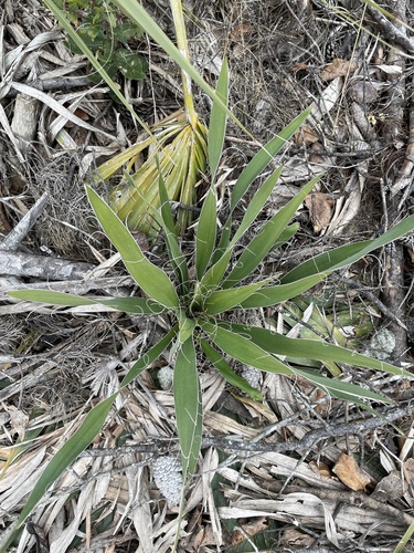 Asparagaceae image