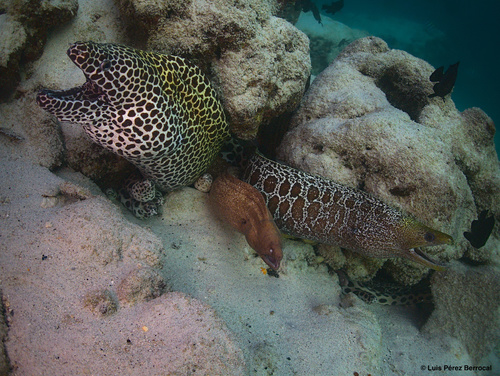 Undulated Moray — seen at this dive site