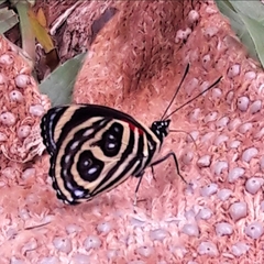 Catagramma pygas thamyras