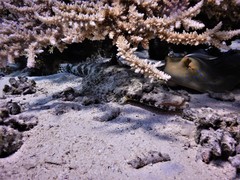 Papilloculiceps longiceps