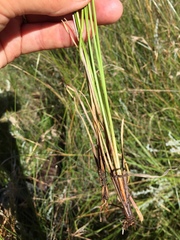 Rhynchospora brownii