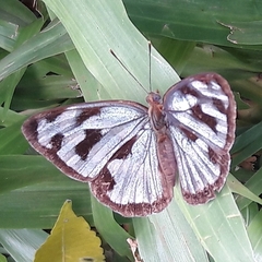 Dynamine postverta postverta