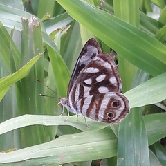 Dynamine postverta postverta