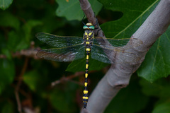 Cordulegaster princeps