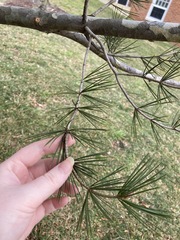 Pinus bungeana