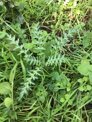 Galactites tomentosus