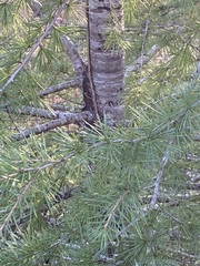Pinaceae