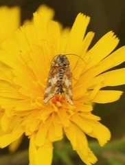 Schinia cardui