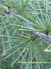 Pinaceae