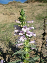 Penstemon haydenii