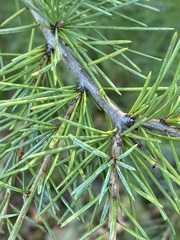 Pinaceae