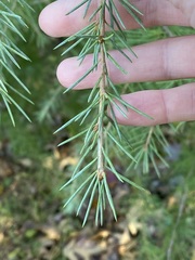 Pinaceae