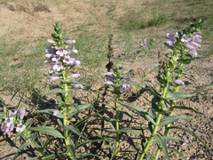 Penstemon haydenii