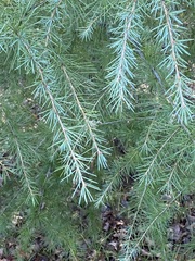 Pinaceae