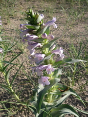 Penstemon haydenii