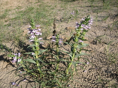Penstemon haydenii