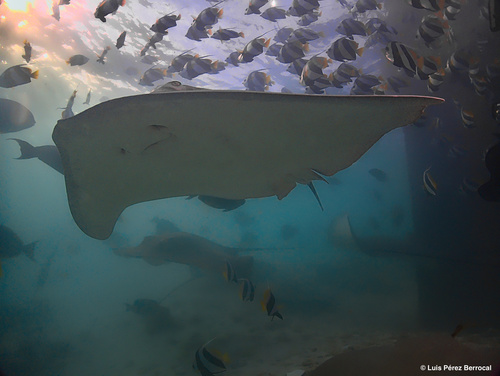 Jenkins whipray (Pateobatis jenkinsii) — Dasyatidae