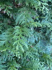 Pinaceae