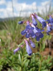 Penstemon aridus