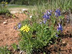 Penstemon aridus