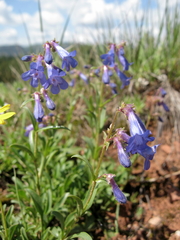 Penstemon aridus