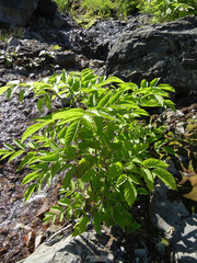 Aralia cordata