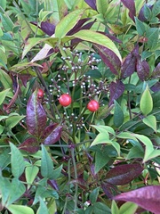 Nandina