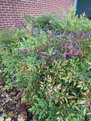 Nandina