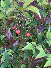 Nandina