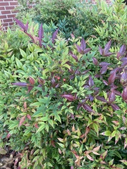 Nandina