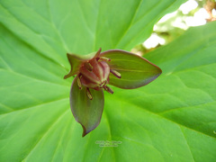 Trillium apetalon