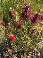 Melaleuca glauca