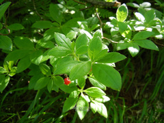 Rhododendron pentandrum