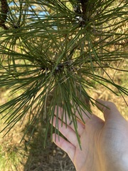 Pinus