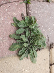 Anchusa arvensis orientalis
