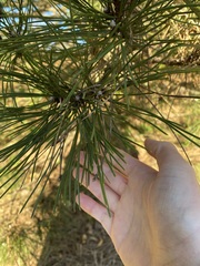 Pinus