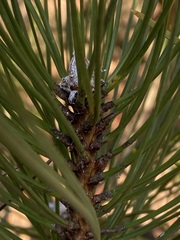 Pinus