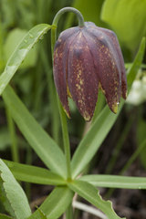 Fritillaria maximowiczii