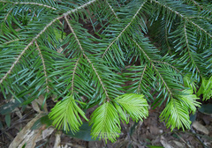 Abies sachalinensis